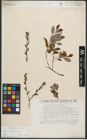 Foto von Salix starkeana Willd.